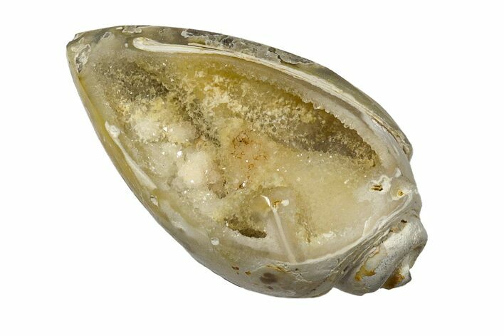 Chalcedony Replaced Gastropod With Sparkly Quartz - India #188815
